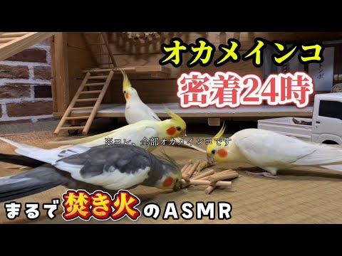 【ASMR】焚き火超えの癒やし！オカメインコが奏でる極上の「カリカリ音」 #オカメインコ #cockatiel #bird #parrot #鳥 #インコ