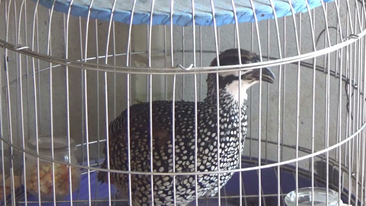 186 Đa đa mồi mới trên bản về gáy cực căng  phần 4  Đa Đa LV Đàm 019