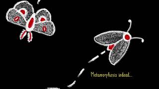 Metamorphosilicostasis