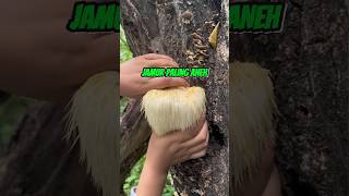 Keunikan Berbagai Jenis Jamur Liar di Alam Keunikan Berbagai Jenis Jamur Liar di Alam