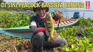 BERBURU PEACOCK BASS DI CIRIRIP JATILUHUR ‼️MANCING PEACOCK BASS WADUK JATILUHUR #peacokbass