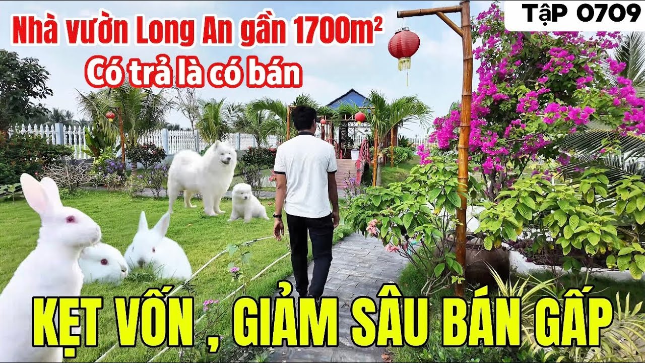 (Đã bán) Tập 0709 Nhà Vườn Long An 1700m2 kẹt vốn giảm sâu bán gấp trước tết | Nhà vườn 365 