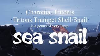 The Crown of Thrones Starfish / Tritons Trumpet Shell / Cronch Shell