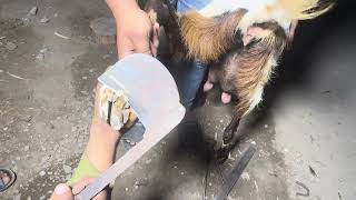 Factory Business Video | Amazing Goat Hoof Trimming Process 🐐