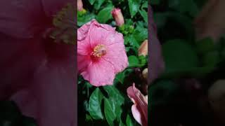 gudhal ka phool hibiscus flowervery beneficial plantyoutubeshorts