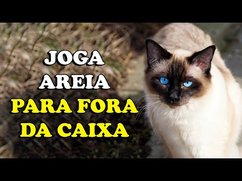 GATO JOGA AREIA PARA FORA DA CAIXA: motivos - Gatil Hauser