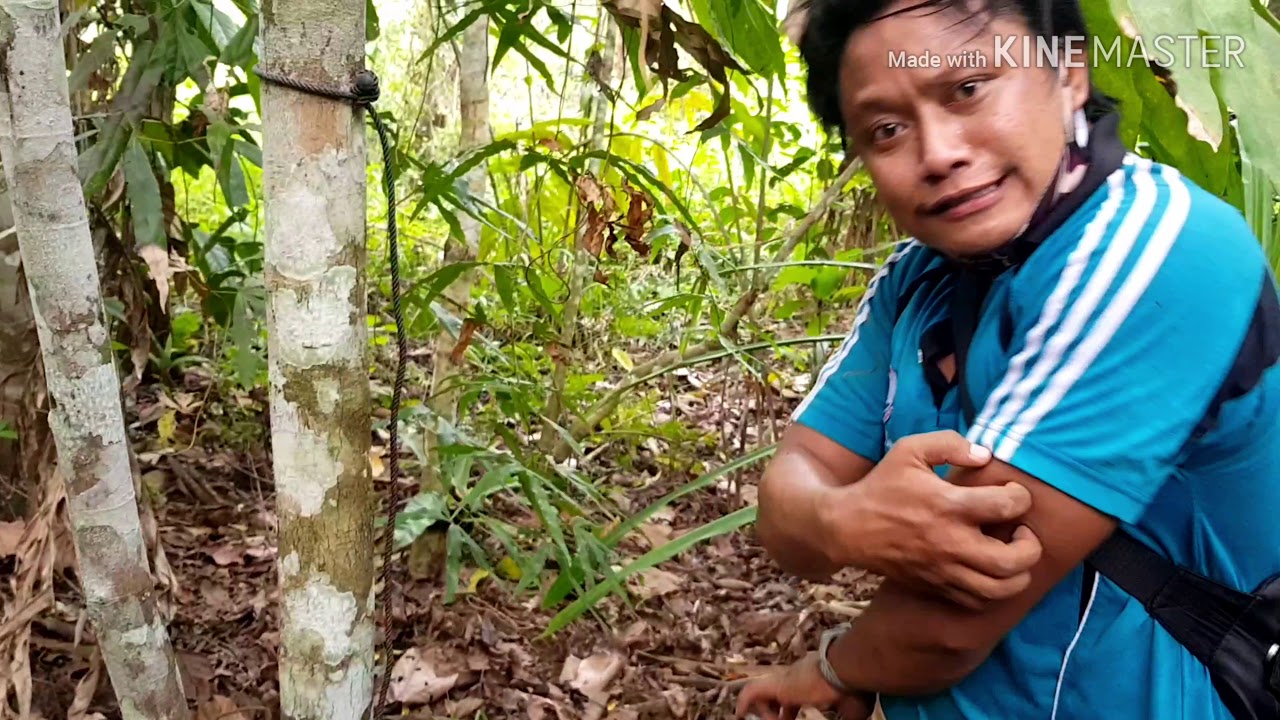 MENANGKAP HAMA BABI HUTAN DENGAN JERAT UMPAN KELAPA