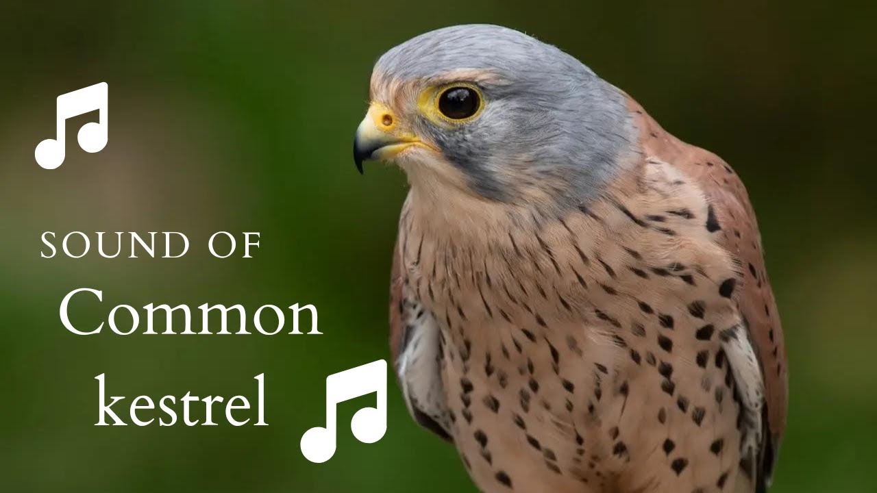 Vanturel 👉 S23 Common kestrel ( Falco tinnunculus ) | Vânturel roșu - YouTube