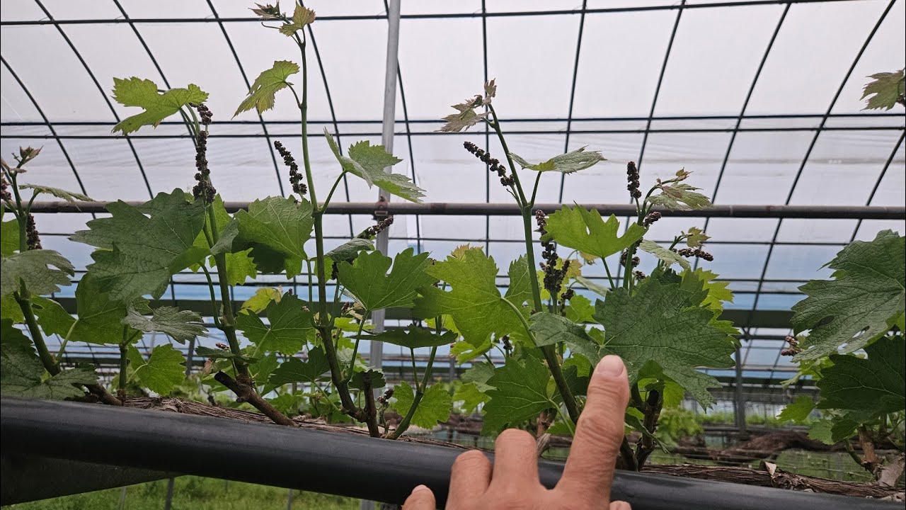 강포도농법 따라하기(25,05,09) 영광포도원,  강포도농법