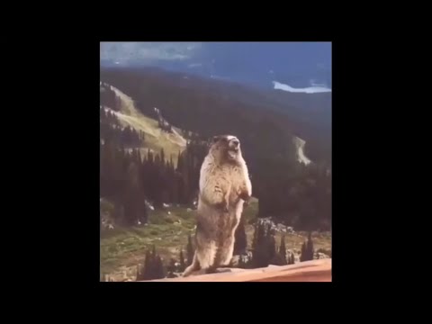 這裡有一隻超可愛的土撥鼠