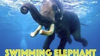 Swimming Elephant by Real Freedom Productions