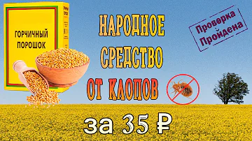 Горчица от клопов — самое дешевое народное средство