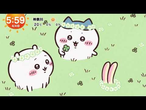 四つ葉のクローバー ちいかわ ハチワレ うさぎ めざましテレビ ちいかわ占い より #shorts