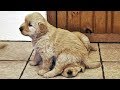 ♥かわいい犬と猫面白いことP30♥ペットかわいい動画2019