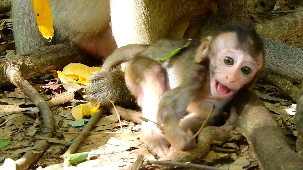 Poor baby monkey Lola crying until falling asleep.