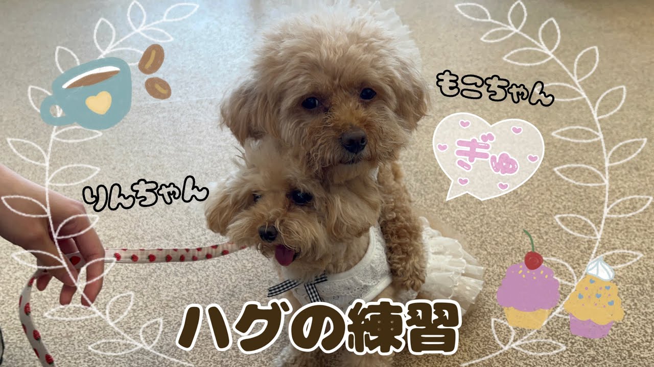 Doggy Daycare] Shichikuyama Branch 🍒 Rin & Moko: Practicing Hugs
