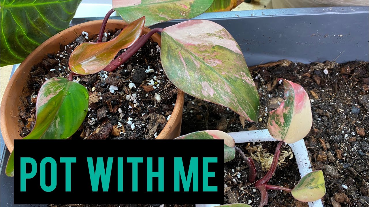 Pot With Me Plant talk YouTube
