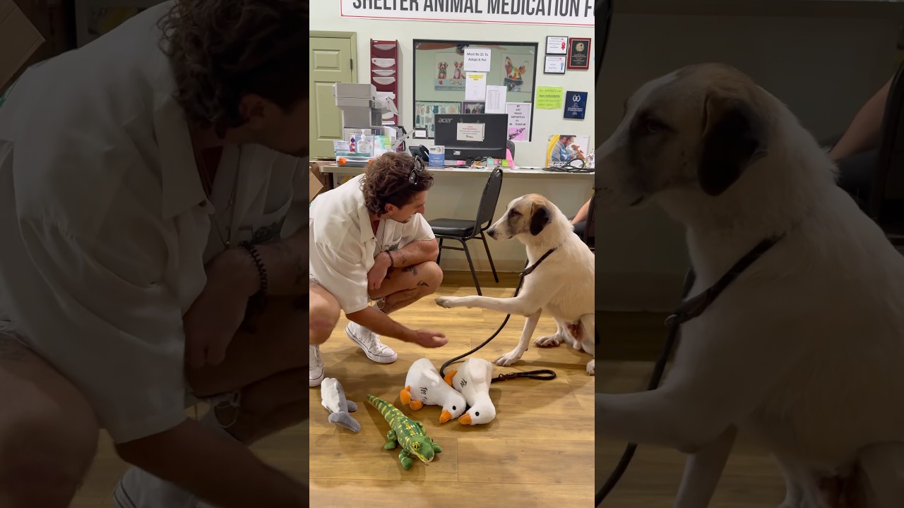 DONATING PLUSHIES TO ANIMAL SHELTER 🐶