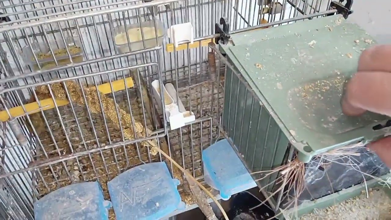 nuevos nacimientos a cría natural.. diamante de gould.