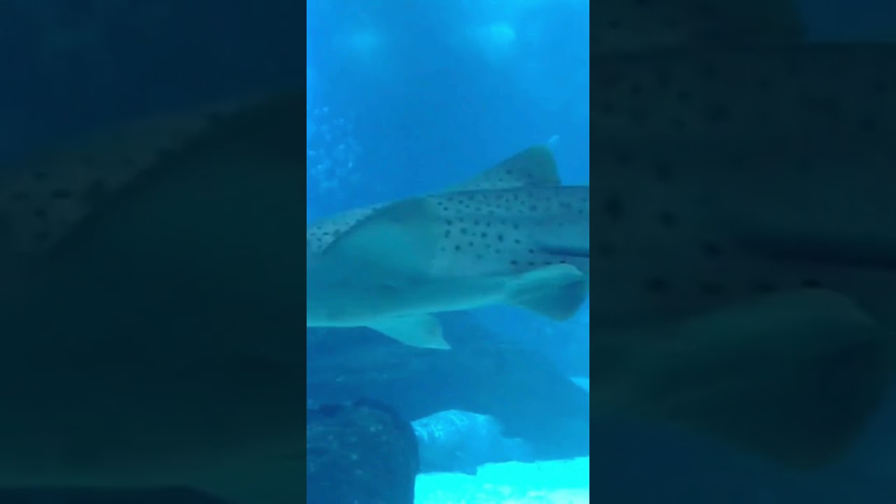 shark and fish swimming in the big tank | oceanário de lisboa