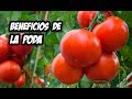 Tomates Sanos y Grandes | Beneficios de la Poda del tomate | La Huerta de Ivan