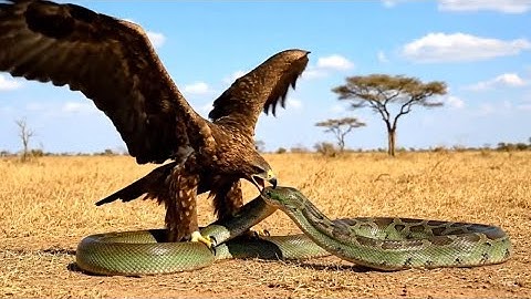 Animal Rescue: Eagle Rescued from Giant Python Attack