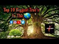 Top 10 biggest trees in the world  english titles  jp top10today