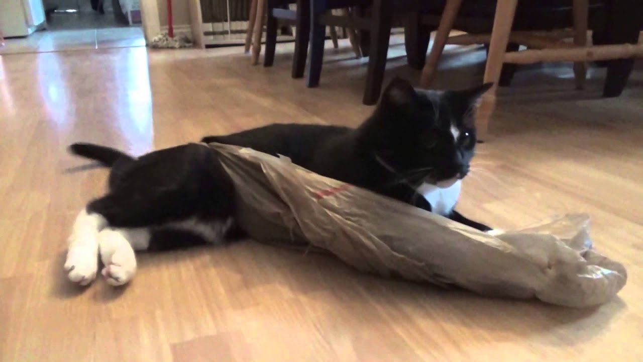 Cat 🆚 Plastic Bag YouTube