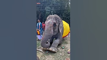 Elephant || YUNG DSA #shorts #shortvideo #youtubeshorts #youtube #short #reels #viralvideo #trending