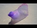 Si vous voyez ce truc sur une plage, vous ne devez SURTOUT PAS y toucher!