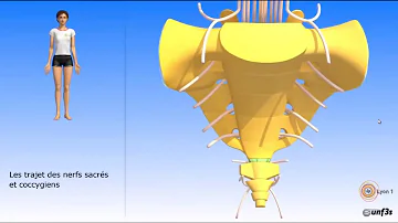 Quelle différence entre sacrum et coccyx ?