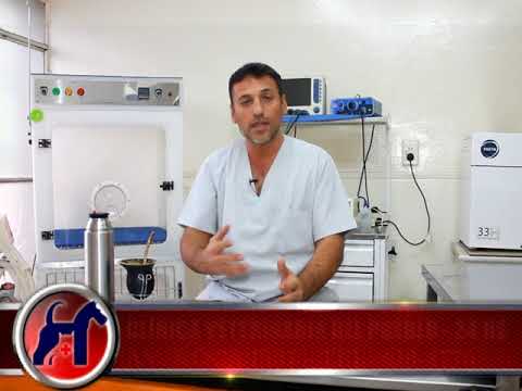 What You Need To Know Before Spaying Your Dog 