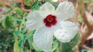 అతరగల సరయల 1998S పట.. గడక సవవడదక..Beutifull Melodies Song In 1990S...