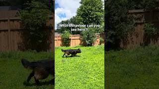 Dog behaviour 🐶 #dogs #dogplay