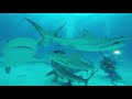SCUBA diving with the sharks in the Bahamas 04/21/21