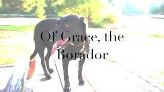 Day In the Life of Grace the Borador