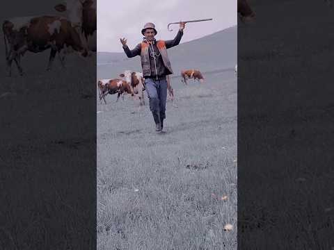 اجمل رقص سطايفي عسو يا العساسة