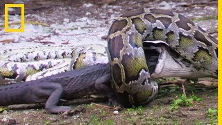 Un python dévore un alligator américain