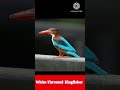 The Bird That Doesn't Need Water! 🐦🚫💧#Kingfisher #WildlifeFacts #BirdWatching #NatureShorts