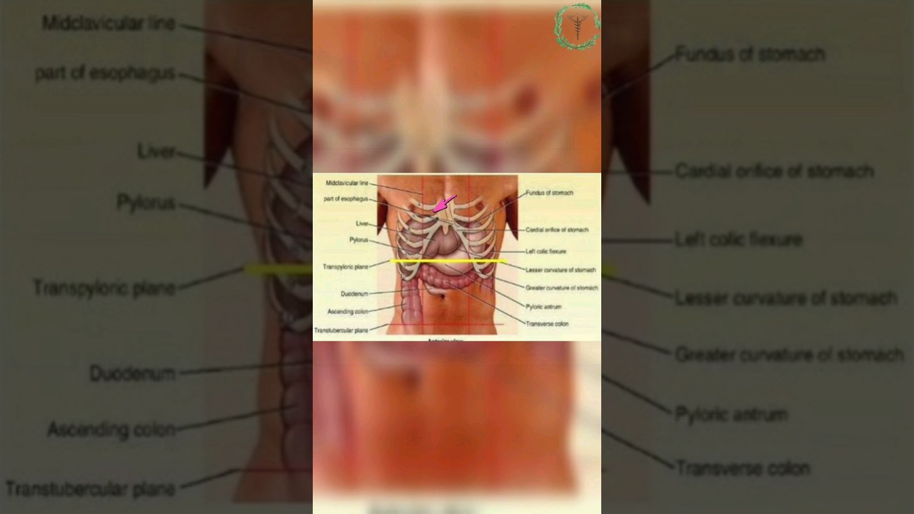 Transpyloric plane explained in 60 seconds