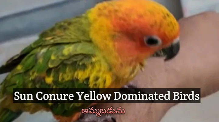 Video 10863161: snow white persian cat, persian cat show, persian cat dog, exotic