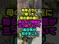 半年ぶりの母の庭に、知らない物置が三つ建っていました