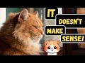 What People Say About Cats, BUT It&#39;s Untrue