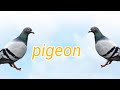 Pigeon pakistan