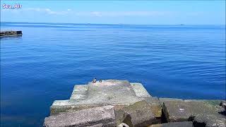 Calm #sea and #duck on the sea.