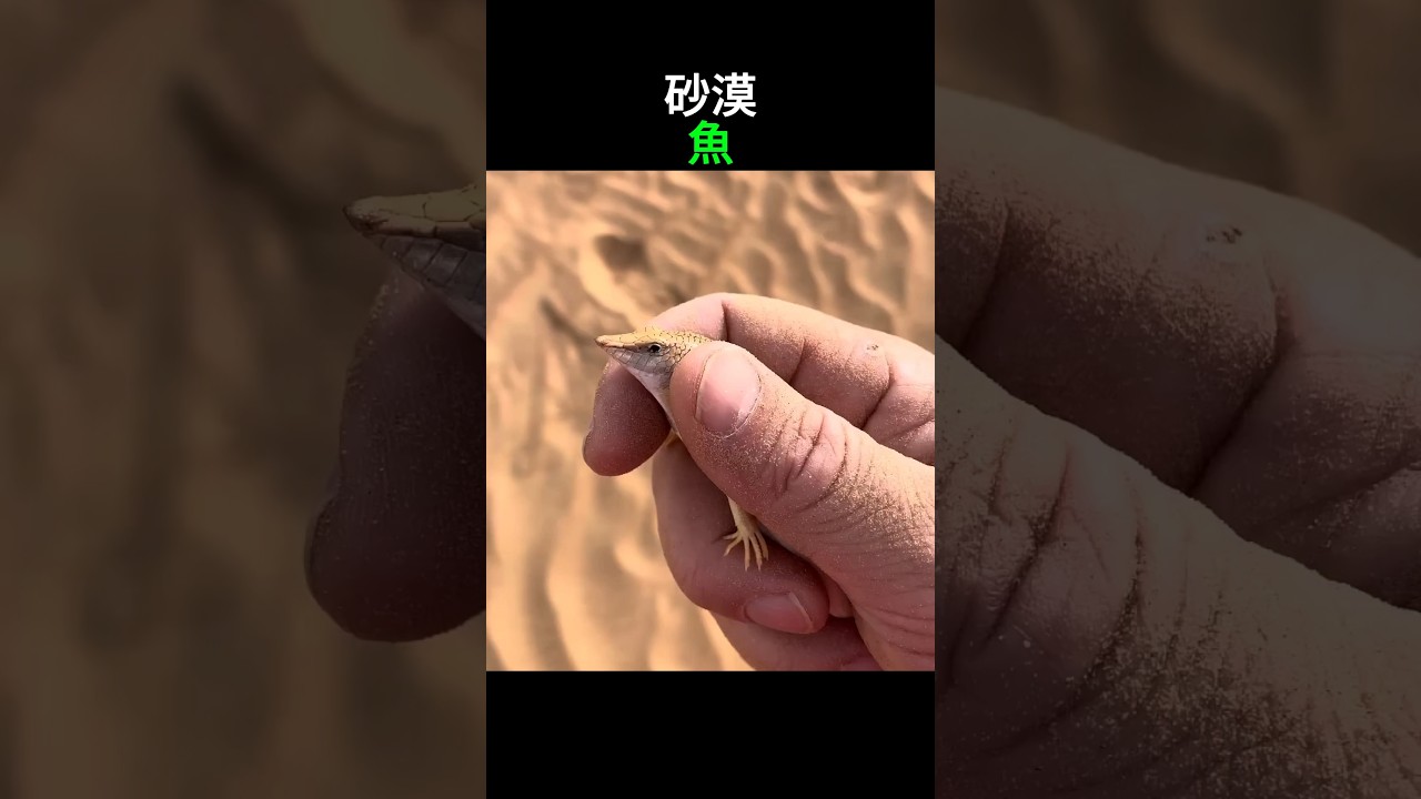 砂の中を泳ぐ生き物