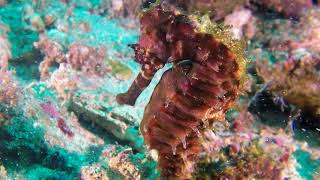 Seahorsebali Arlindo Alves