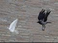 Crazy Crow eats a Pigeon