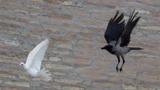 Crazy Crow eats a Pigeon