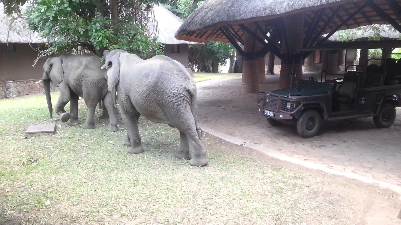 mfuwe lodge elephants visit